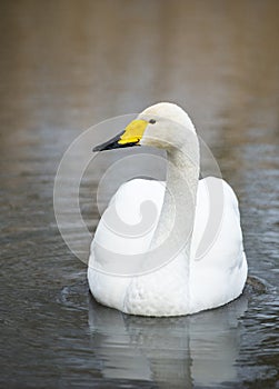 White Whooper Swan swimming at the lake in London