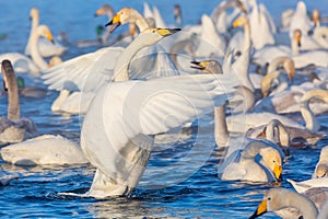 White whooper swans swimming in the nonfreezing winter lake. Altai, Russia