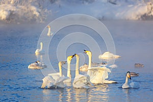 White whooper swans swimming in the nonfreezing winter lake. Altai, Russia