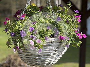 White wicker basket, flower pot with colorful Petunia, Lobelia and geranium flowers hanging from wooden pergola in the
