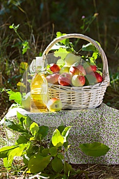 White wicker basket green red apples harvest nature background
