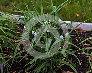 A white Widows Tears plant blooms in the front garden