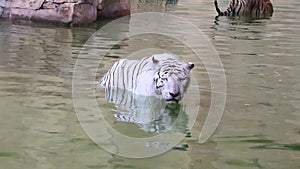 White wild bengal tiger drinks a water from river in the Zoo .