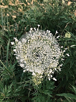 White wild carrot flower