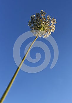 White wild carrot flower on a beautiful nature spring with blue sky and green grass.