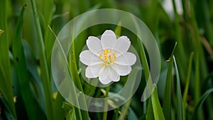 White wild carrot flower brings freshness to spring background