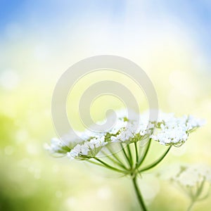 White wild carrot flower on spring background