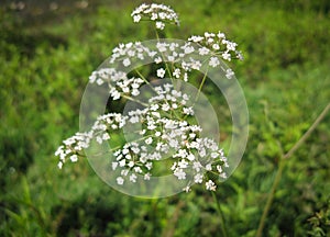 White wild cicuta virosa flower in green