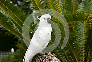 White wild Cockatoo bird in jungle