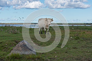 White wild cow with big horns in green field. Blue and cloudy sky. Lake background. Engure Lake Nature Park, Latvia