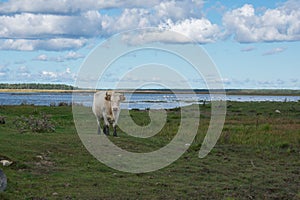 White wild cow with big horns in green field. Blue and cloudy sky. Lake background. Engure Lake Nature Park, Latvia
