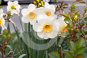 White wild Daffodil or Narcissus Pseudonarcissus in a park in Werdenberg in Switzerland