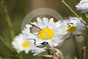 White wild daisies with one butterfly. Rural field, detail. Summer flowers in field