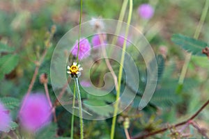 White wild daisy grass flowers under summer sunlight selective focus green grass field with blur authentic outdoor background