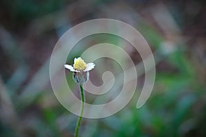 The white wild daisy grass flowers under summer sunlight selective focus green grass field with blur authentic outdoor background