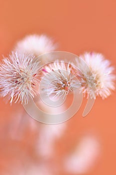 White wild flower