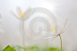White wild flower, Anemone nemerosa or wood anemone