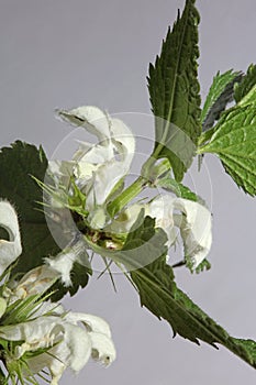 White wild flower blossom close up lamium album family lamiaceae modern macro background high quality big size prints