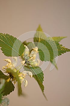 White wild flower blossom close up lamium album family lamiaceae modern macro background high quality big size prints