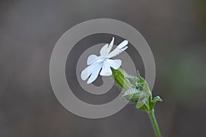 White and wild flower that grows in fields, meadows, biotopes and woods in summer from the name silene undulata. photo