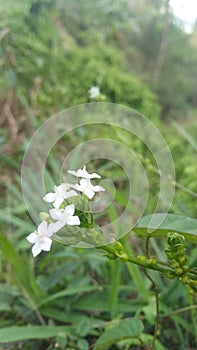 White wild flower small flower