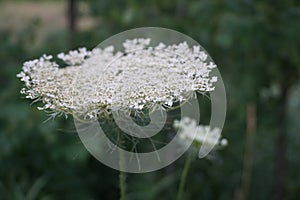 white wild flower up close in illinios