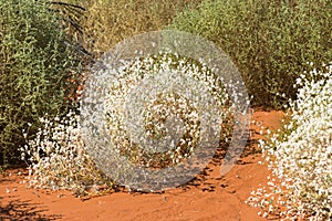 White wild flowers in the Australian outback