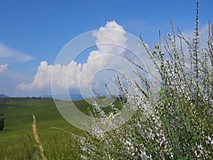 White wild flowers on a background of green fields, mountains and blue sky.