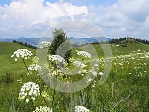 White wild flowers on a background of green fields, mountains and blue sky.