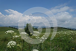 White wild flowers on a background of green fields, mountains and blue sky