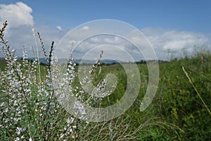 White wild flowers on a background of green fields, mountains and blue sky