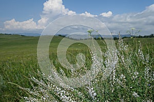 White wild flowers on a background of green fields, mountains and blue sky. Summer mountain landscape