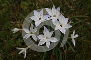 White wild flowers with bokeh photo