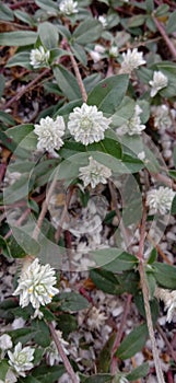 White Wild Flowers / Bunga Rumput Liar photo