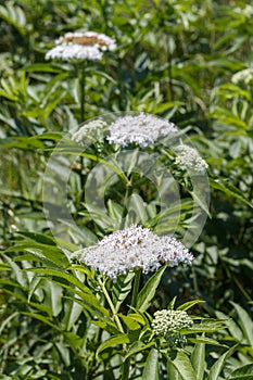 White Wild Flowers in The Field