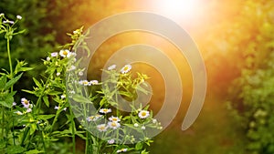 White wild flowers on a green background during sunset