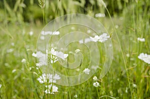 White Wild Flowers
