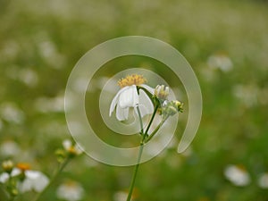 White wild flowers In the middle of the field