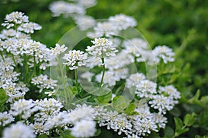 White wild flowers, wild nature close up, botany of ukraine, selective focus