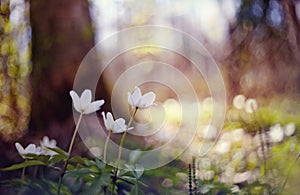 White wild forest flowers of an anemony