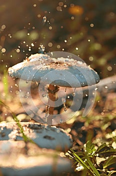 White wild fungus mushroom rain