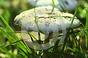 White wild fungus mushroom rain