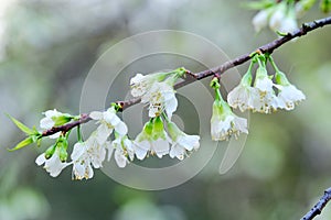 White Wild Himalayan Cherry Blossom flower