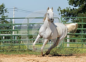 White wild Horse