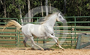 White wild Horse