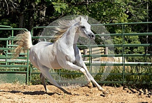 White wild Horse