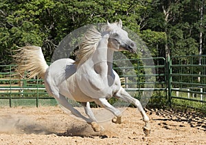 White wild Horse