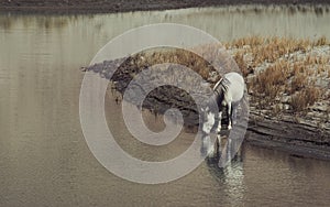 A white wild horse drinking and standing by the river alone with reflection