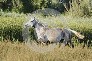 White wild horse gallop in the meadow