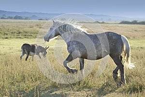 White wild horse gallop in the pasture
